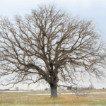 Bur Oak near I-94